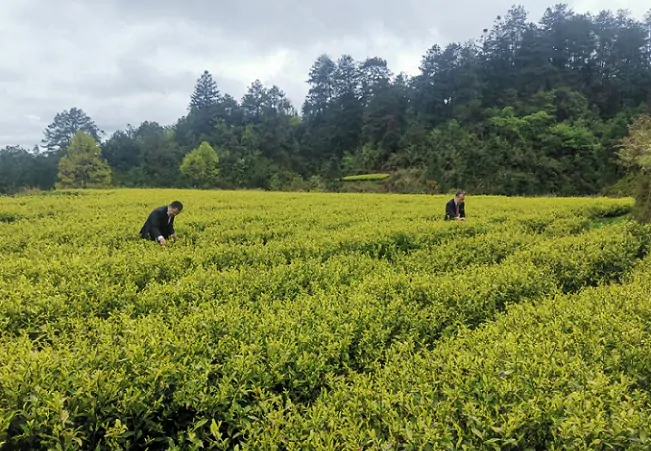 榕江农信社：金融活水润山岗   喜见金芽处处芳
