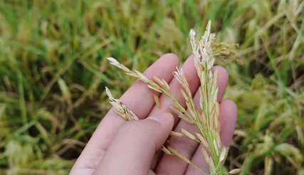 抗旱保秋收&nbsp;国寿财险台江县支公司全力应对高温旱情