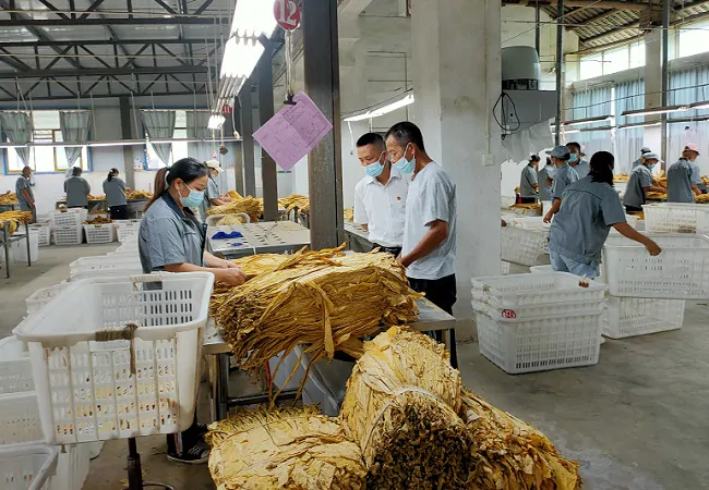 镇远农商银行信贷支持707户烟农丰收在望