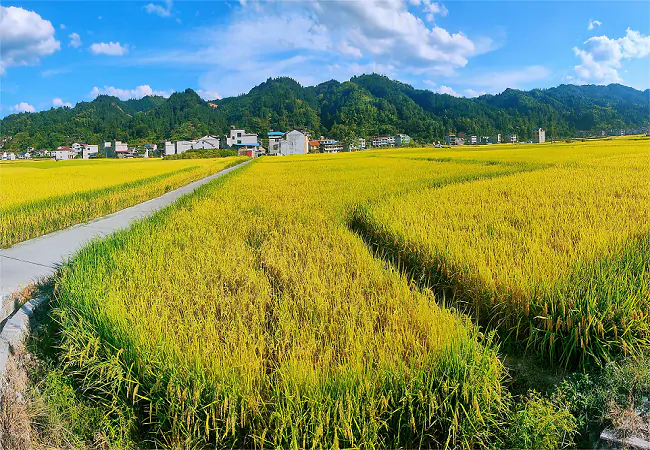 农发行黔东南州分行：十年坚守服务&ldquo;三农&rdquo;初心    百亿&ldquo;活水&rdquo;润泽苗侗大地