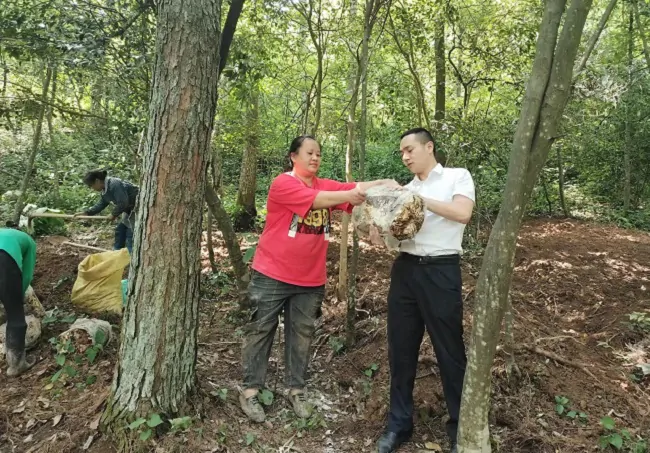 镇远农商银行：金融活水滋润林下&ldquo;灵芝仙草&rdquo;