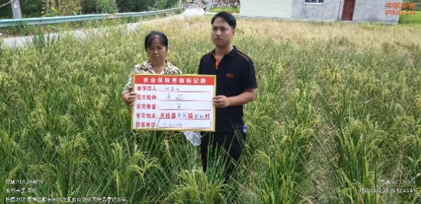 抗旱保秋收&middot;平安财险在行动