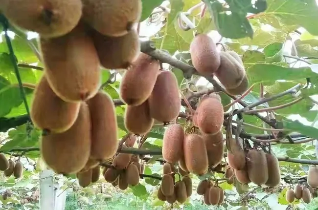 镇远农商银行：助力农户增收   酿造甜&ldquo;猕&rdquo;产业