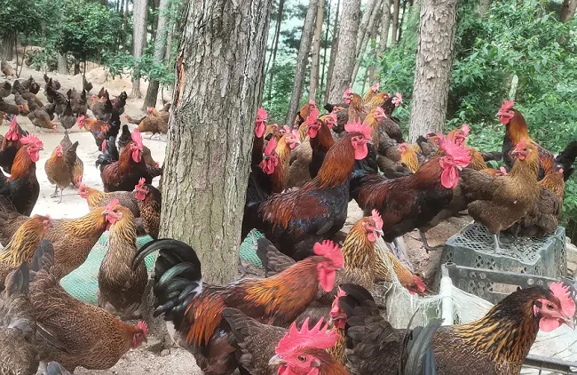 凯里农商银行：金融活水润山乡 土鸡变成&ldquo;金凤凰&rdquo;