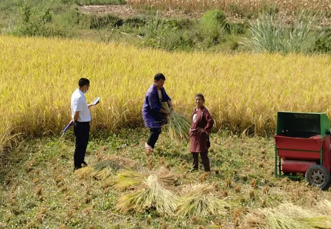 岑巩农信联社8800万元信贷支持万亩水稻制种产业发展