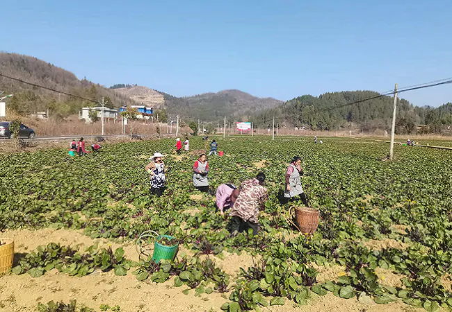 岑巩农信联社：金融支持蔬菜产业，保障&ldquo;菜篮子&rdquo;丰盛