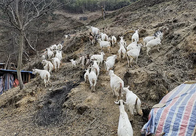 养殖基地的山羊 2.jpg