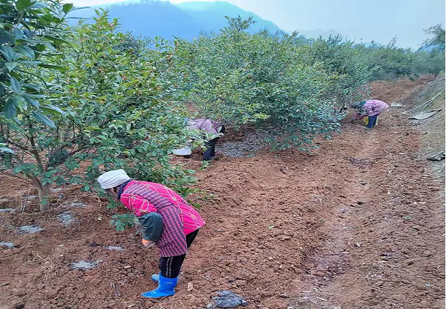 岑巩农信联社金融助力千亩&ldquo;黄精&rdquo;变&ldquo;黄金&rdquo;