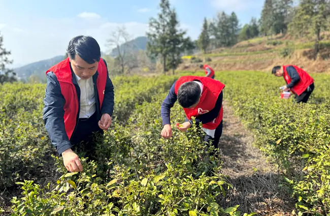 施秉农信联社：党建互联 产业振兴走出新路子