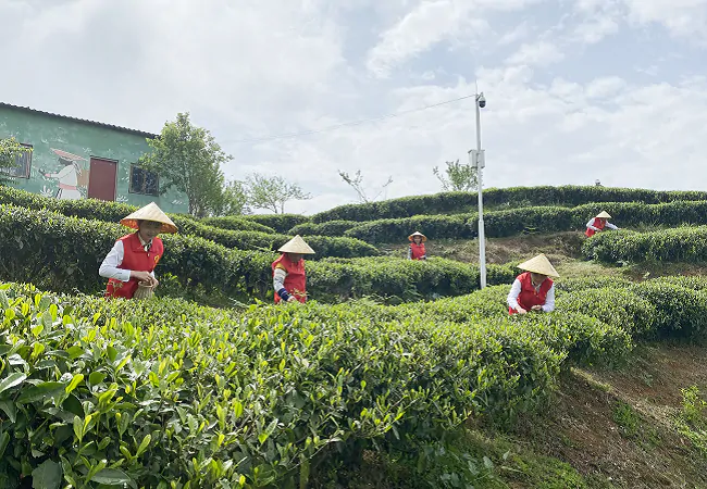 （图为：工行丹寨支行党支部党员同志正在采摘春茶）.png