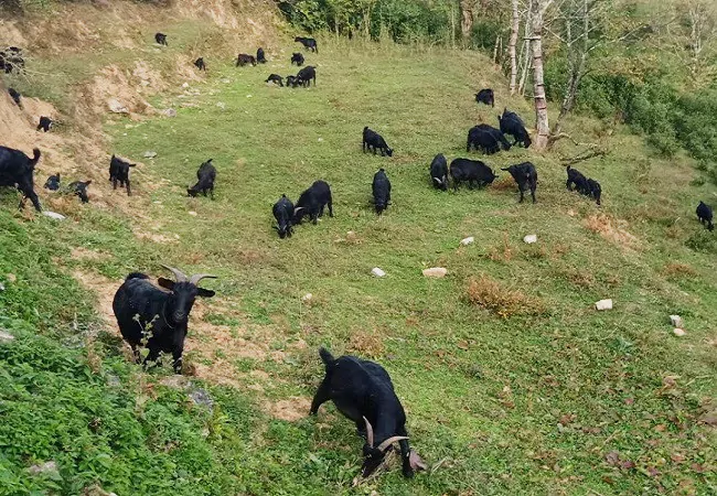 麻江农商银行&ldquo;贷&rdquo;动养殖户成为致富带头&ldquo;牛&rdquo;人