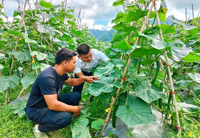 黔东南农信：&ldquo;三个强化&rdquo;打好金融服务 &ldquo;桥头堡&rdquo;组合拳