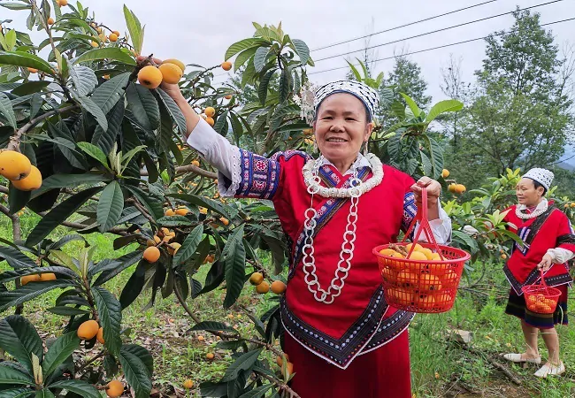 台江农信联社：&ldquo;金融活水&rdquo;助力果农结出&ldquo;黄金果&rdquo;