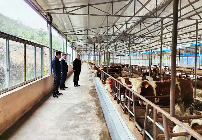 镇远农商银行1.1亿元支农再贷款助力养殖业发展