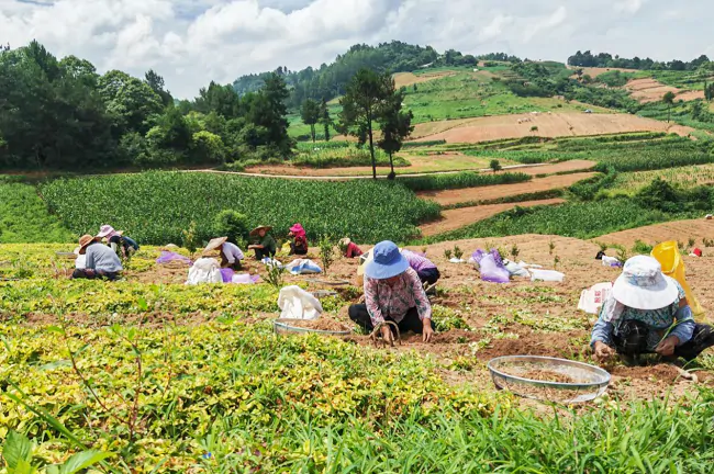 施秉农信联社：金融&ldquo;浇灌&rdquo;中药材   产业激发新活力