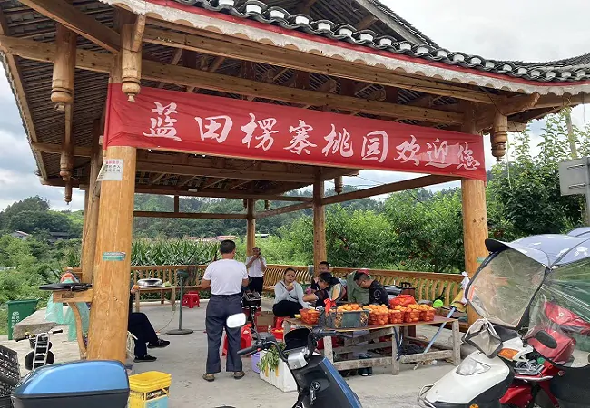 天柱农商银行：金融先行   吹响&ldquo;桃园&rdquo;致富&ldquo;铃&rdquo;