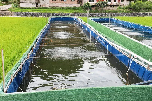 （图一为：邮储银行黔东南州分行贷款支持的台江稻鱼综合养殖示范基地）.jpg