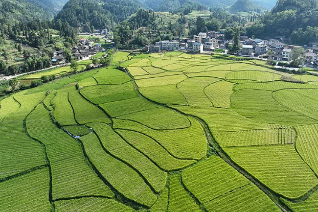 中国人民银行、金融监管总局、中国证监会、财政部、 农业农村部印发《关于金融支持全面推进乡村振兴 加快建设农业强国的指导意见》