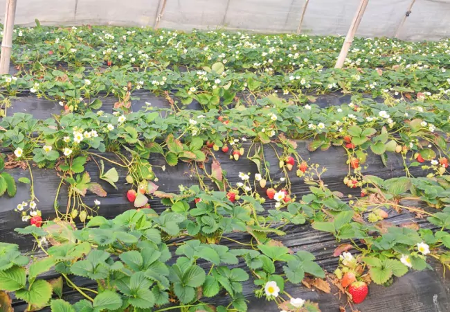 图为:草莓种植园.jpg