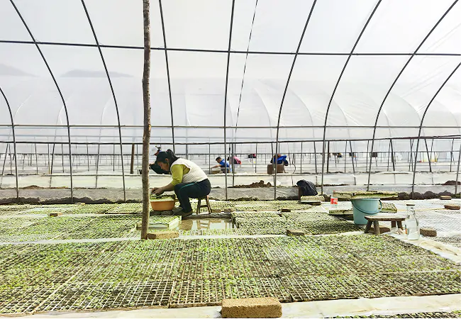 工行凯里分行：投放&ldquo;种植e贷&rdquo;助力乡村振兴