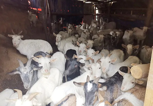 雷山农信联社：杨富来靠羊富起来