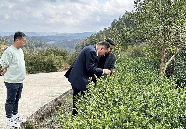 图为:该行负责人查看茶叶生长情况.png