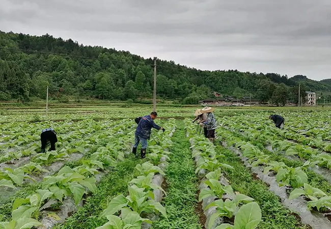 (图为:烟农正在育苗).png