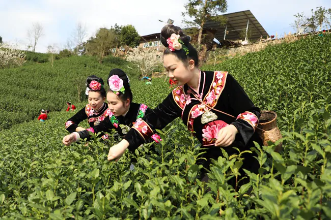 雷山农信联社：金融春风助茶企