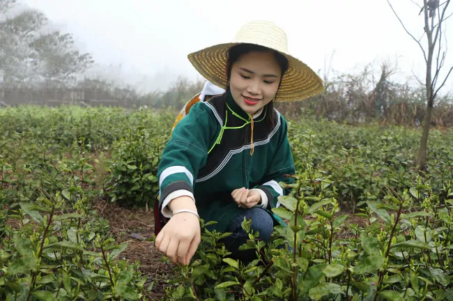 （图为：雷山县达地水族乡水族姑娘采茶）.png