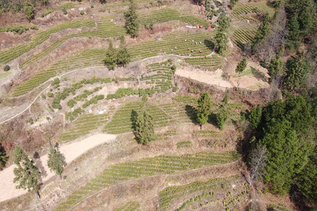 施秉农信联社：党建互联 产业振兴走出新路子