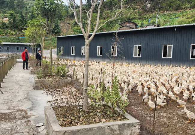 从江农商银行：&ldquo;鸭司令&rdquo;的致富路