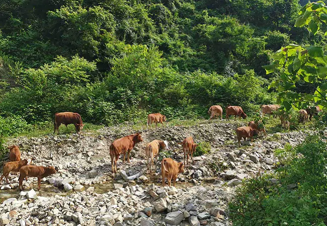(图为:正在山上觅食的牛群).png