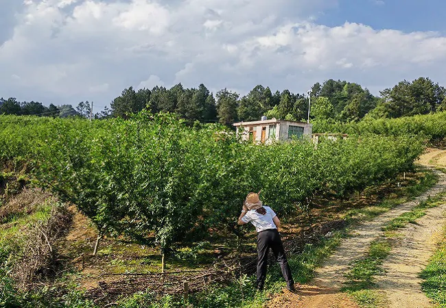 麻江农商银行：金融活水助力农户&ldquo;麻&rdquo;出致富路