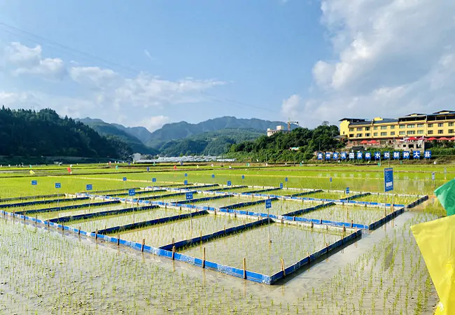 （图为：岑巩县某杂交水稻制种基地）.png