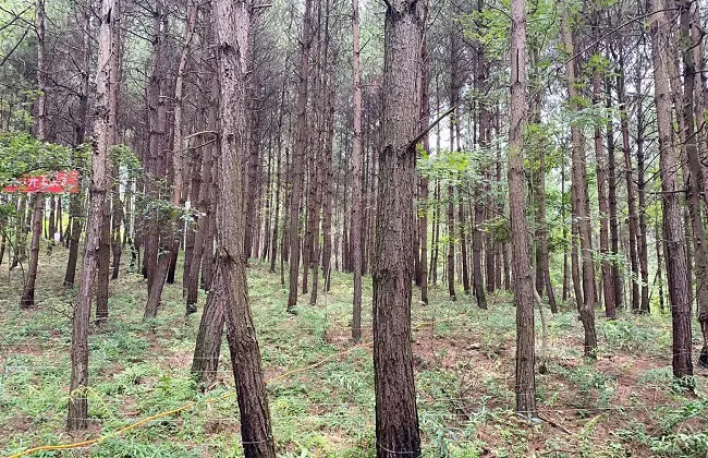 农发行麻江县支行：政策性金融&ldquo;活水&rdquo;注青山 为国储材 为民增收