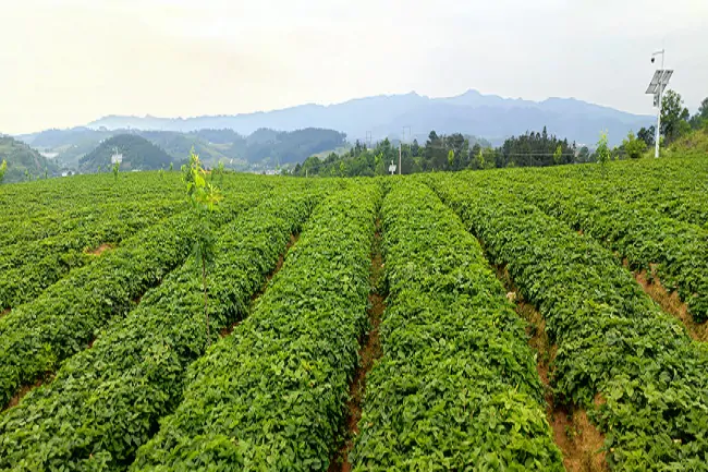 邮储银行施秉县支行成功发放全州系统内首笔&ldquo;黔农担产业贷&rdquo;