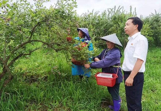 客户经理到蓝莓基地查看挂果情况.jpg