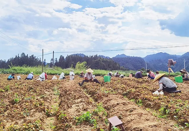 镇远农商银行：2433万元&ldquo;金融活水&rdquo;浇灌助力太子参喜获丰收