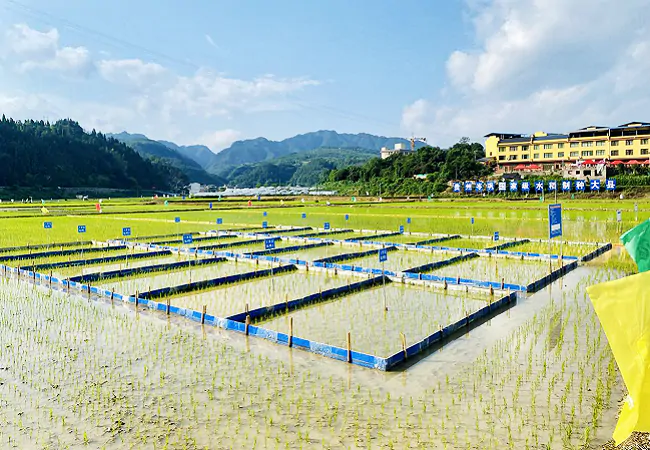 （图为：贵州省岑巩县注溪镇某杂交水稻制种基地稻田）.png