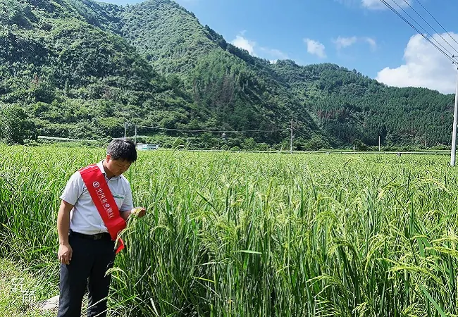农业银行岑巩县支行首笔&ldquo;粮农e贷&rdquo;为制种农户送上&ldquo;及时雨&rdquo;