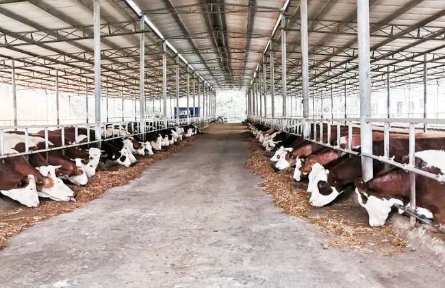 农业银行黄平县支行推出&ldquo;肉牛活体抵押贷&rdquo;助力产业发展