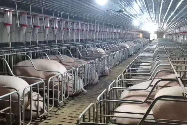 黎平农商银行：金融服务来相助 产业发展有盼头