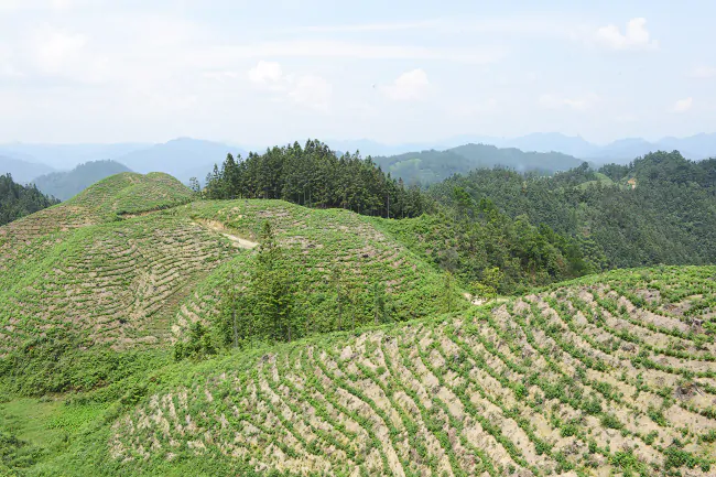 剑河农商银行擦亮&ldquo;绿色普惠金融&rdquo;新名片，赋能乡村振兴