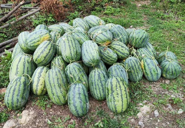 &ldquo;村BA&rdquo;盛宴上的农信故事三