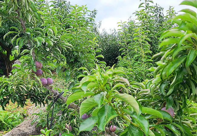 岑巩农信联社：金融助力脆红李变身&ldquo;致富果&rdquo;