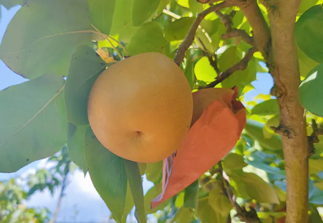 锦屏农信联社：整村授信&ldquo;贷&rdquo;来硕果满园