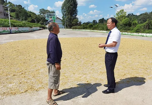 麻江农商银行：小额信贷助力农户的&ldquo;参&rdquo;财之道