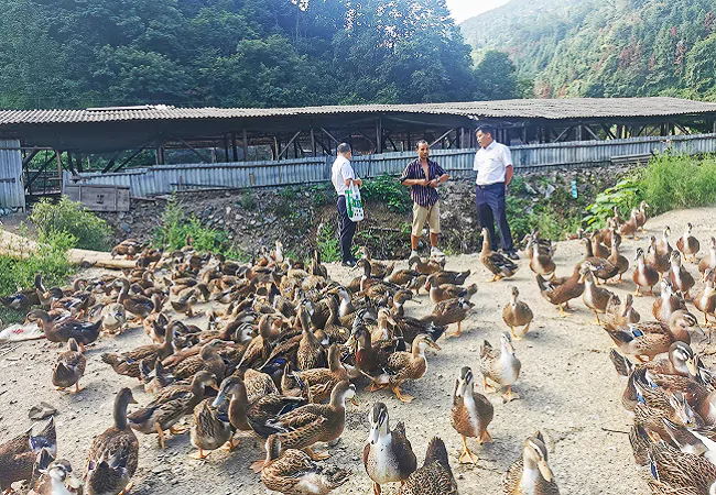 (图为:客户经理上门了解麻鸭养殖情况).png