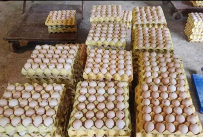 黄平农商银行：浓情贷款暖人心 助力养殖抓&ldquo;鸡&rdquo;遇