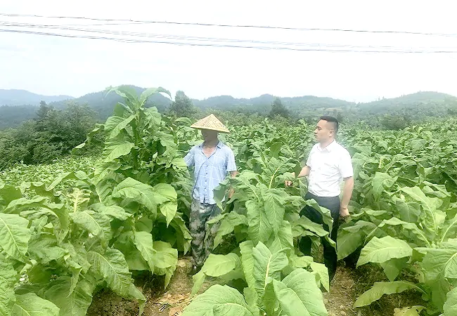 镇远农商银行&ldquo;三心&rdquo;服务助力烤烟喜获丰收